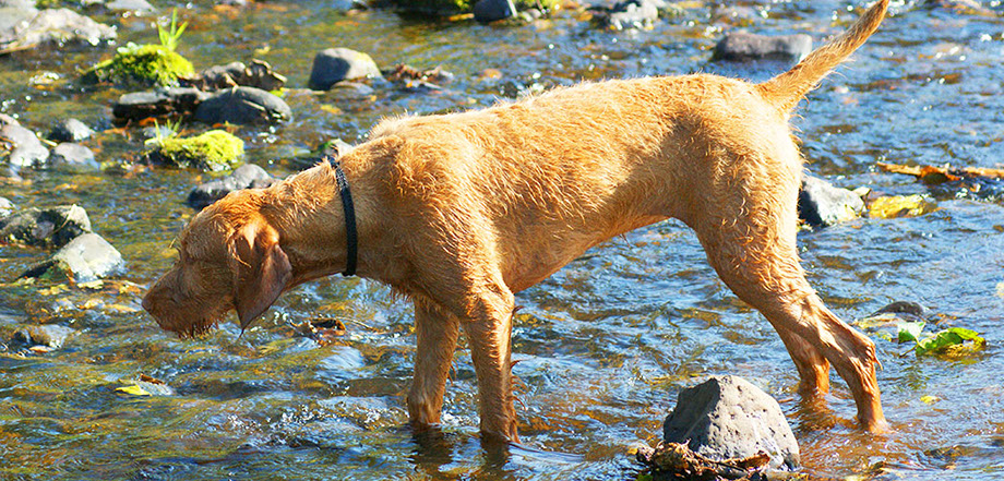 Connie's dog looking like it's about to catch fish in the river