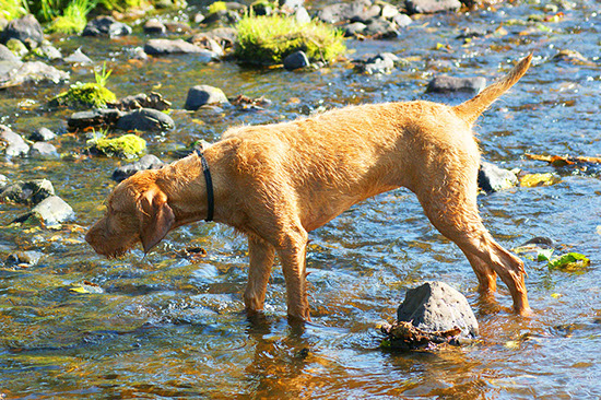 Connie's dog looking like it's about to catch fish in the river