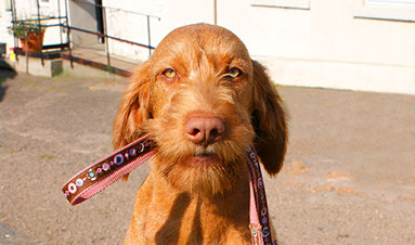 Ziva holding her lead in her mouth at Warrandhill Farm, Dalry