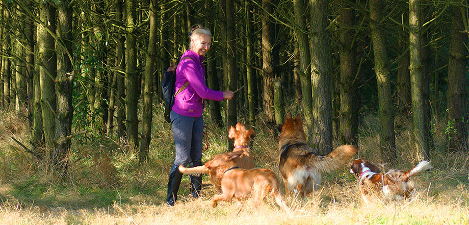 Dogs and Connie out for a walk in the woods at the farm