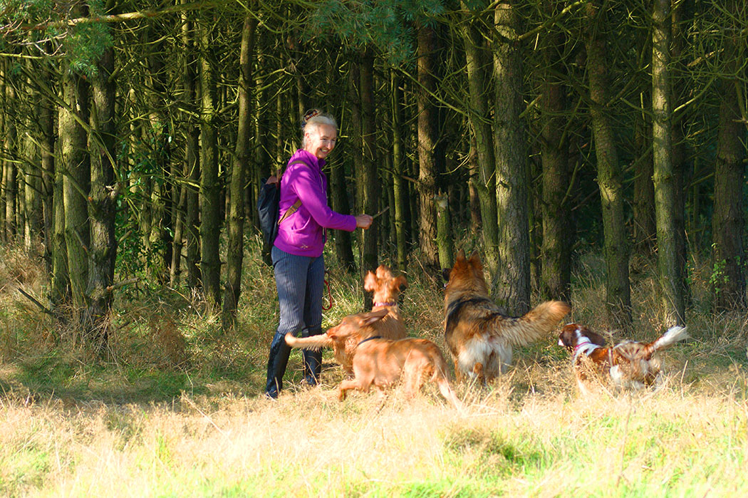 Dogs and Connie out for a walk in the woods at the farm