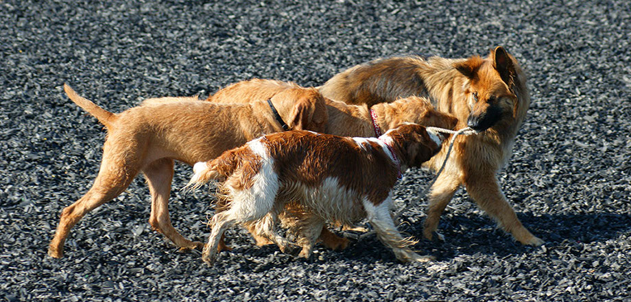 Doggie Day care dogs playing with a piece of rope