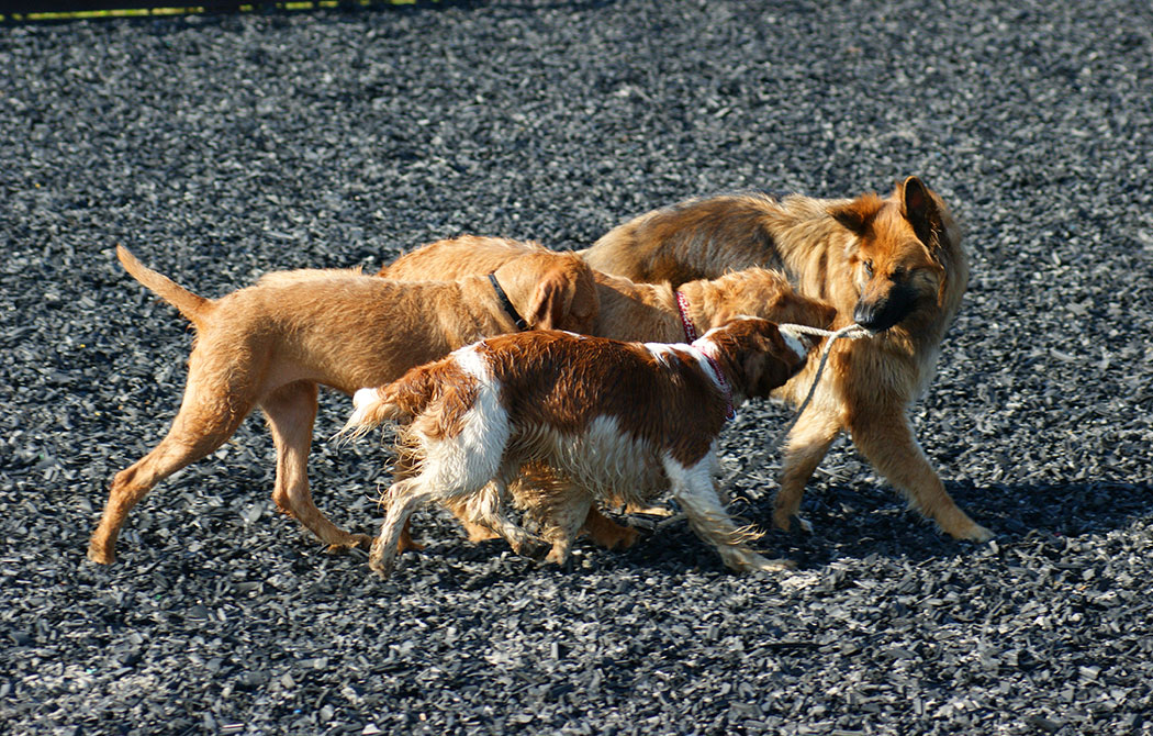 Doggie Day care dogs playing with a piece of rope