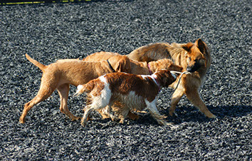Doggie Day care dogs playing with a piece of rope